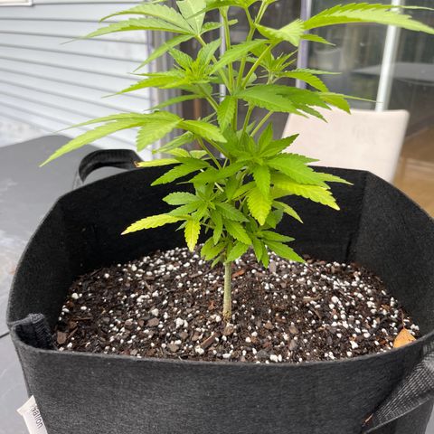 Gamma’s Brucey growlog timeline photo
