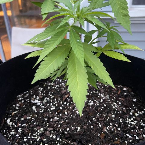 Gamma’s Brucey growlog timeline photo