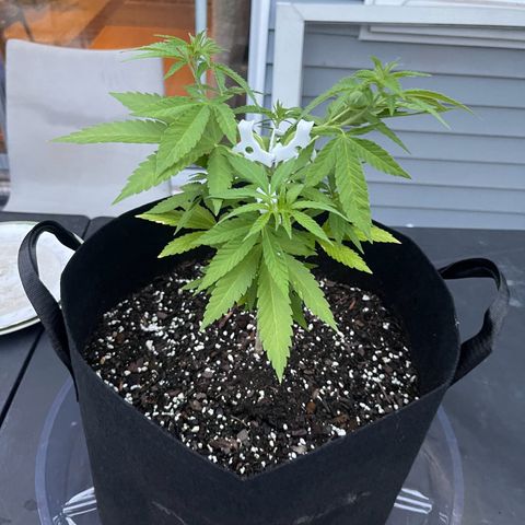 Gamma’s Brucey growlog timeline photo