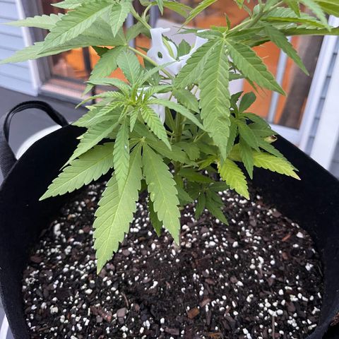 Gamma’s Brucey growlog timeline photo