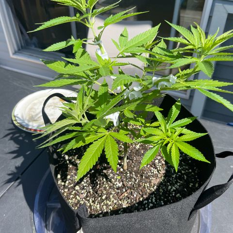 Gamma’s Brucey growlog timeline photo