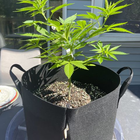 Gamma’s Brucey growlog timeline photo