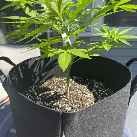 Gamma’s Brucey growlog timeline photo