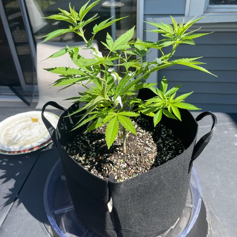 Gamma’s Brucey growlog timeline photo