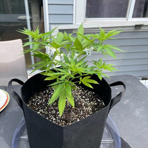 Gamma’s Brucey growlog timeline photo
