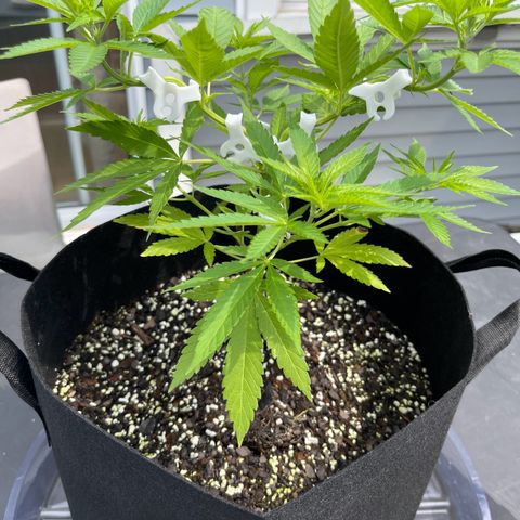 Gamma’s Brucey growlog timeline photo