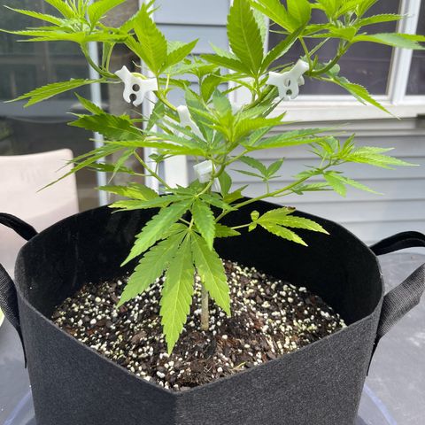 Gamma’s Brucey growlog timeline photo