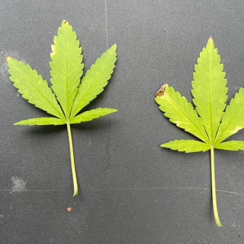 Gamma’s Brucey growlog timeline photo
