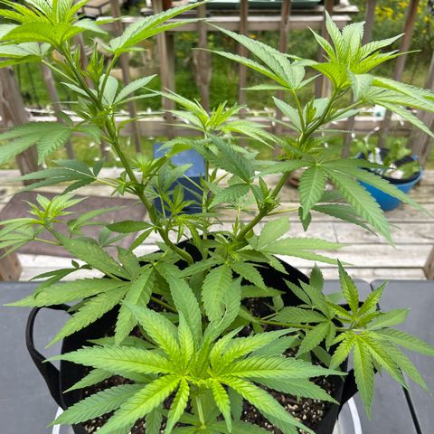 Gamma’s Brucey growlog timeline photo