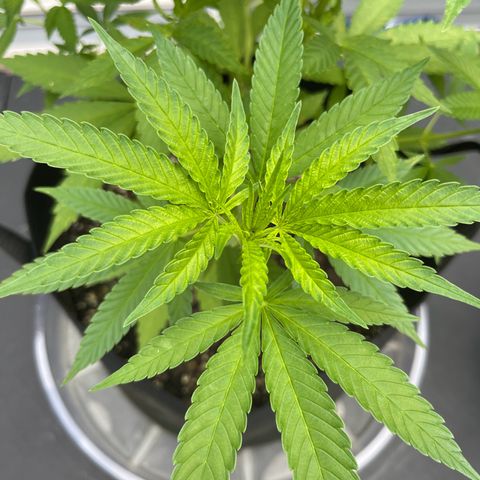 Gamma’s Brucey growlog timeline photo