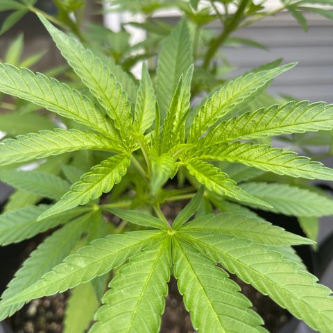 Gamma’s Brucey growlog timeline photo