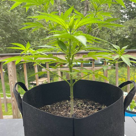 Gamma’s Brucey growlog timeline photo
