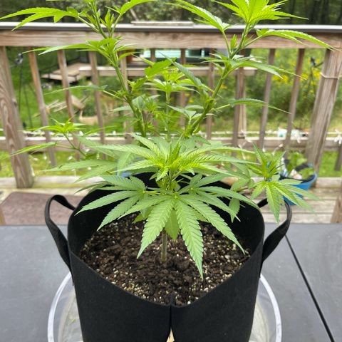Gamma’s Brucey growlog timeline photo