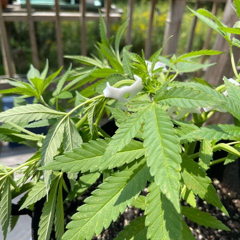 Gamma’s Brucey growlog timeline photo