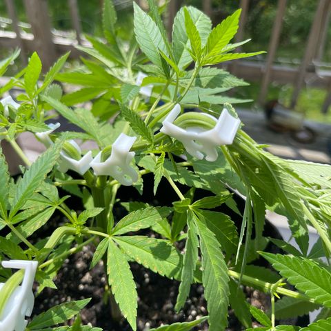 Gamma’s Brucey growlog timeline photo