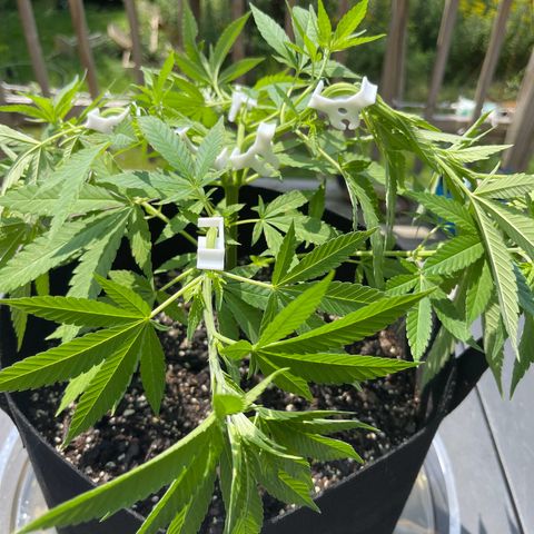 Gamma’s Brucey growlog timeline photo
