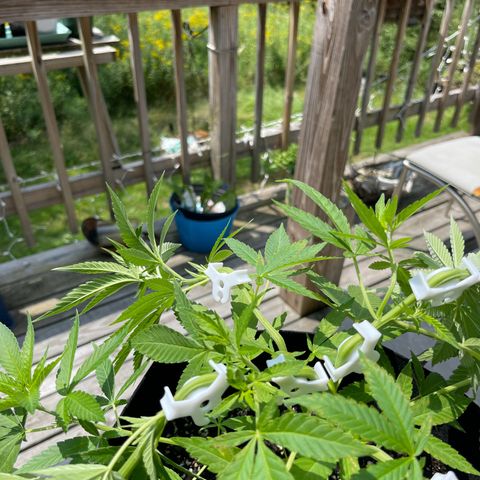 Gamma’s Brucey growlog timeline photo