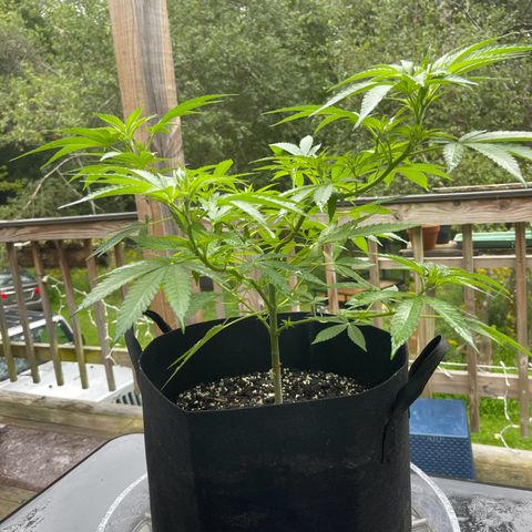 Gamma’s Brucey growlog timeline photo