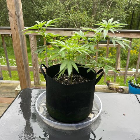 Gamma’s Brucey growlog timeline photo