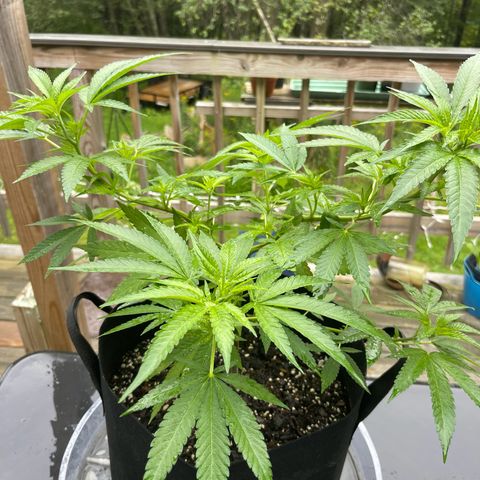 Gamma’s Brucey growlog timeline photo