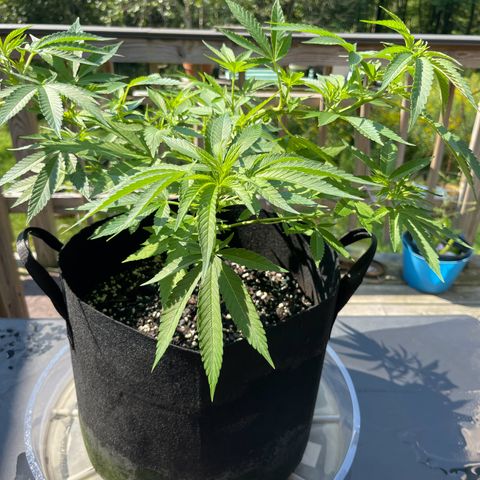 Gamma’s Brucey growlog timeline photo
