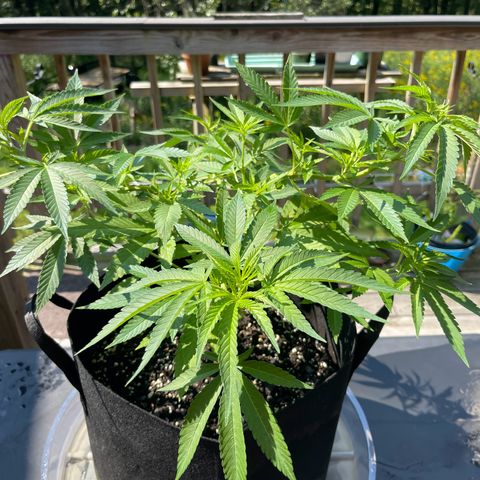 Gamma’s Brucey growlog timeline photo