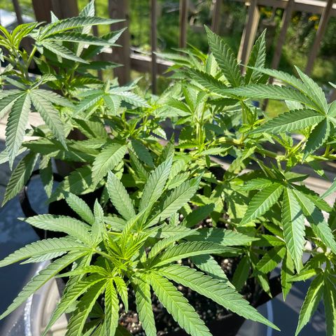 Gamma’s Brucey growlog timeline photo
