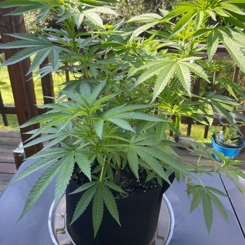 Gamma’s Brucey growlog photo:  Before lollipop