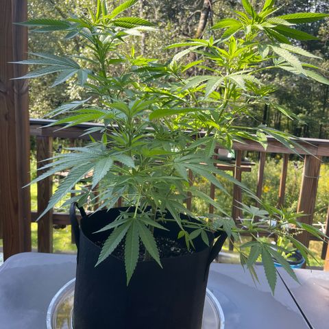 Gamma’s Brucey growlog photo:  Before lollipop