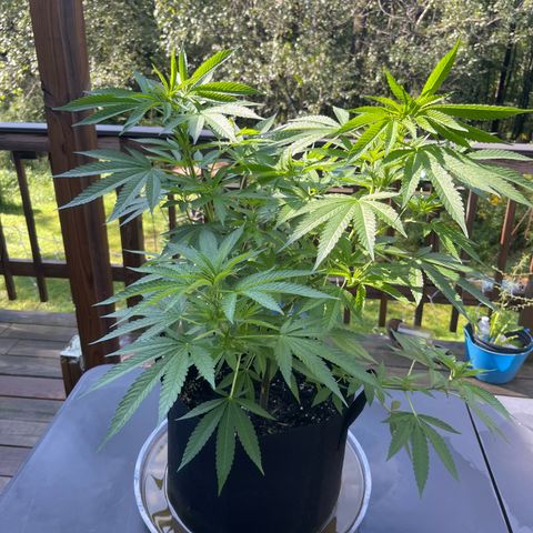 Gamma’s Brucey growlog photo:  Before lollipop