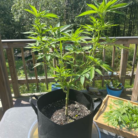 Gamma’s Brucey growlog photo:  After lollipop 