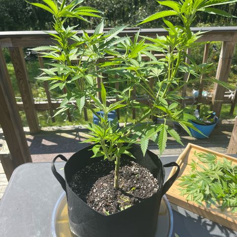 Gamma’s Brucey growlog photo:  After lollipop 