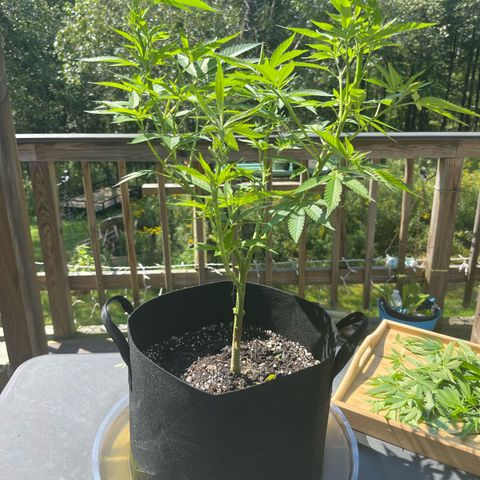 Gamma’s Brucey growlog photo:  After lollipop 