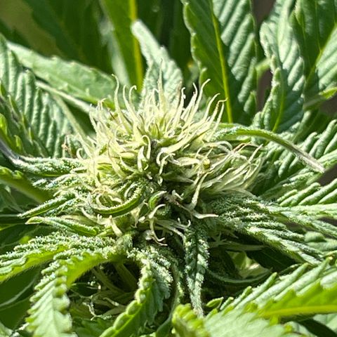 Gamma’s Brucey growlog timeline photo