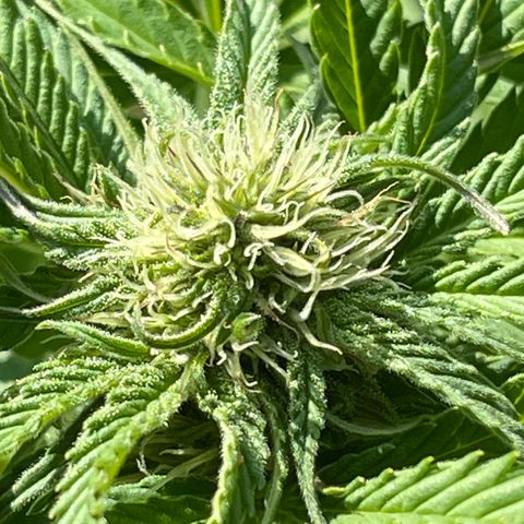 Gamma’s Brucey growlog timeline photo