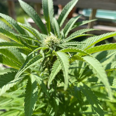Gamma’s Brucey growlog timeline photo