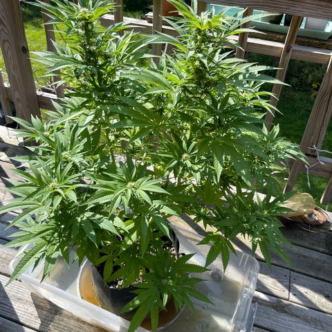 Gamma’s Brucey growlog timeline photo