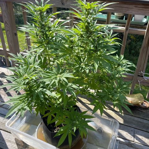 Gamma’s Brucey growlog timeline photo