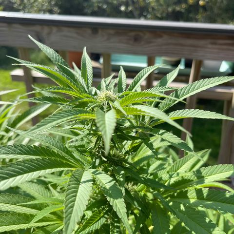 Gamma’s Brucey growlog timeline photo