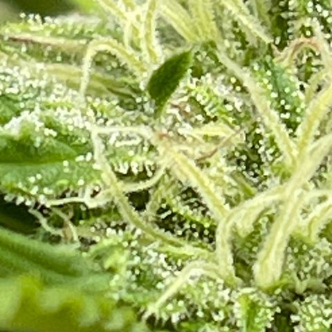 Gamma’s Brucey growlog timeline photo
