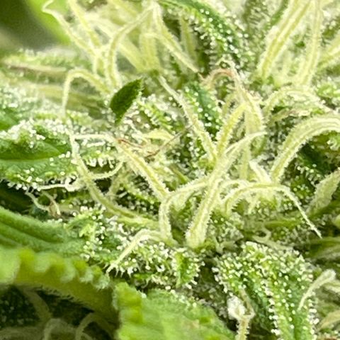 Gamma’s Brucey growlog timeline photo