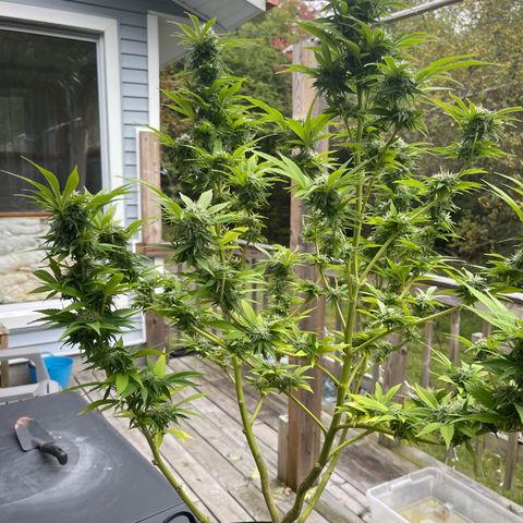 Gamma’s Brucey growlog timeline photo