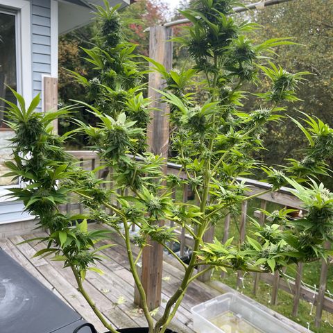 Gamma’s Brucey growlog timeline photo