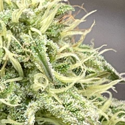 Gamma’s Brucey growlog timeline photo