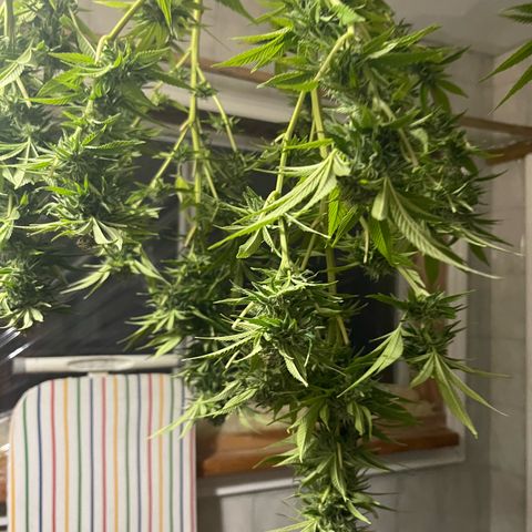 Gamma’s Brucey growlog timeline photo