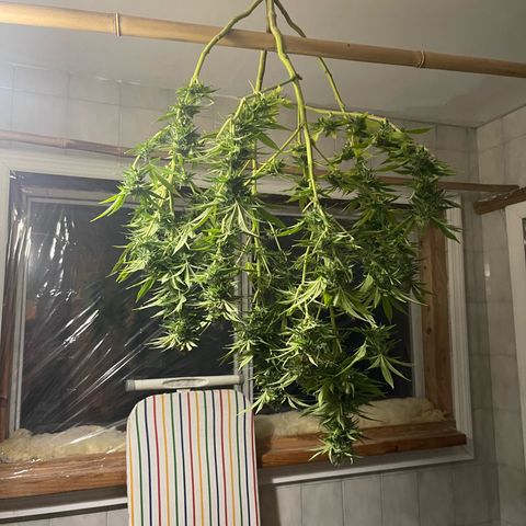 Gamma’s Brucey growlog timeline photo