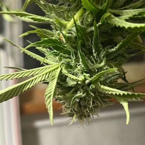 Gamma’s Brucey growlog timeline photo