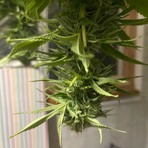 Gamma’s Brucey growlog timeline photo