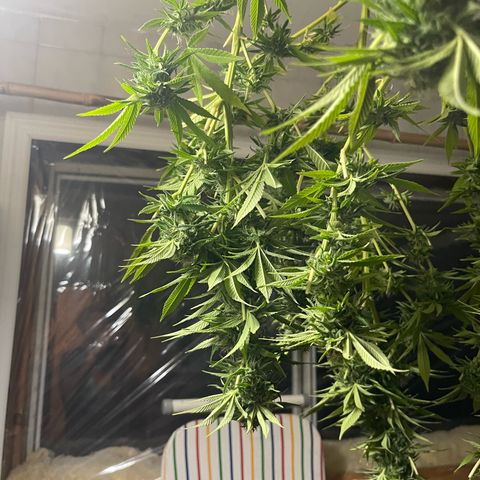 Gamma’s Brucey growlog timeline photo