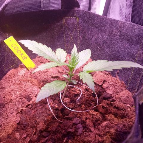 Cookie Crisp growlog timeline photo